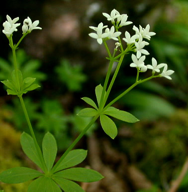 Galio, Cuajaleches, Hierba sanjuanera Nombre com?n o vulgar: Galio, Cuajaleches, Hierba sanjuanera Nombre cient?fico o latino: Galium verum Familia: Rubi?ceas. El galio es una planta herb?cea vivaz con unos rizomas muy ramificados y tallos erguidos y ascendentes rematados en el ?pice por una pan?cula de flores amarillas muy vistosas. La planta tiene un ligero olor a miel y sabor amargo, que resulta m?s intenso en las flores que en otras partes. En medicina se utilizan las sumidades floridas, que se cortan cuando est?n en plena floraci?n; despu?s se las deja secar en lugar bien aireado y no importa demasiado que les d? el sol. Si el proceso de secado se realiza en secadero, conviene no sobrepasar los 45? C. La planta tiene antraquinonas, flavonoides, taninos y peque?as cantidades de cumarinas; pero realmente todas estas sustancias no tienen ninguna relaci?n con las propiedades que se atribuyen al galio. De esta planta se han estudiado sus propiedades coagulantes y se ha comprobado la presencia de peque?as cantidades de fermento Lab, lo que explicar?a en parte su capacidad para cuajar la leche; pero seg?n diversos autores, esta propiedad no vendr?a dada por el fermento Lab sino por la naturaleza ?cida de muchos componentes de la planta, entre los que se encuentran el ?cido c?trico. En cualquier caso, es una planta utilizada desde hace mucho tiempo por sus efectos diur?ticos, desinfectantes y espasmol?ticos. Se dice asimismo que es una excelente planta para el tratamiento de las v?as urinarias, pues no s?lo estimula la secreci?n renal sino que tambi?n elimina los calambres. Por ?ltimo, a?adir que es una planta aperitiva por su sabor amargo y astringente, por lo que tambi?n se utiliza para heridas de dif?cil curaci?n, erupciones y ?lceras. Indicaciones. Se ha usado tradicionalmente en caso de infecciones urinarias, prevencion de litiasis urinarias, espasmos gastrointestinales y afecciones cut?neas. Dolores esp?sticos de origen intestinal. C?lculos y arenillas renales. Afecciones diversas urinarias.