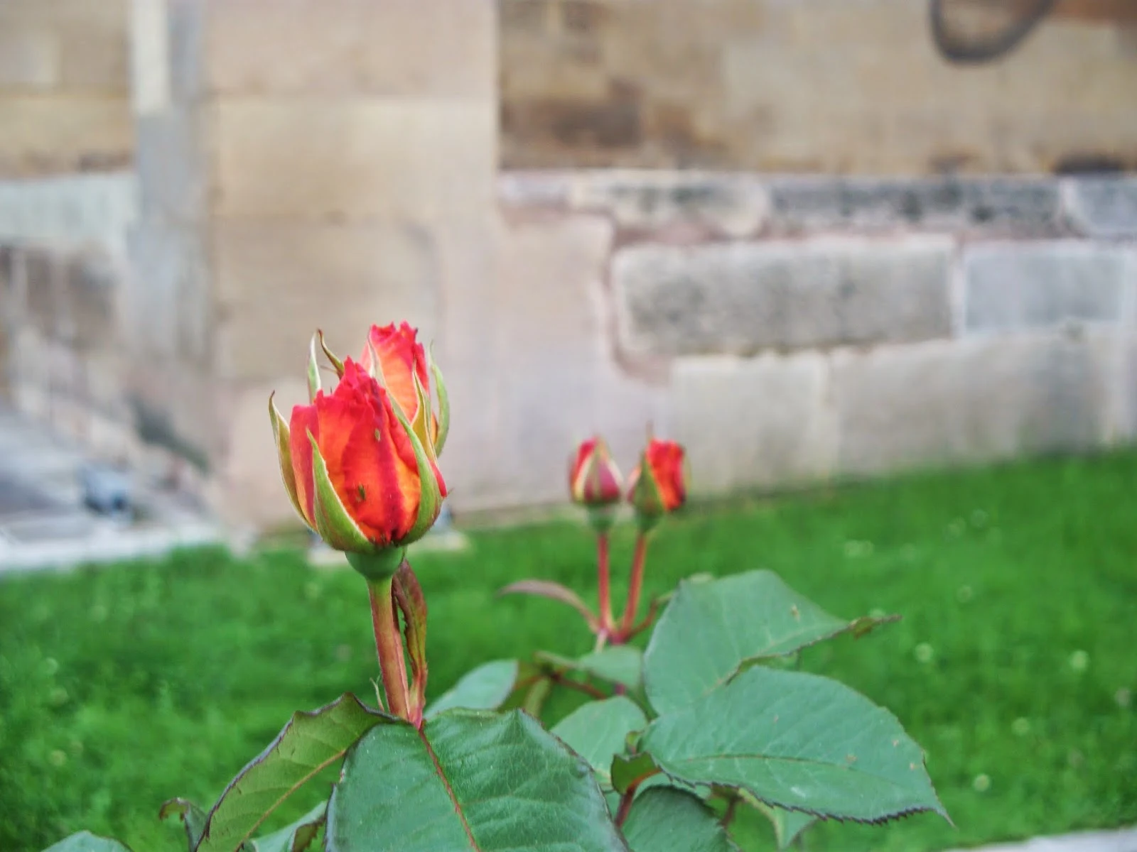 Gül Fotoğrafı