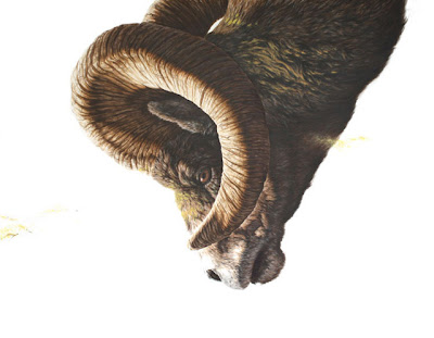 Photo-Realistic Ink Paintings of Animals by George Boorujy Seen On www.coolpicturegallery.us