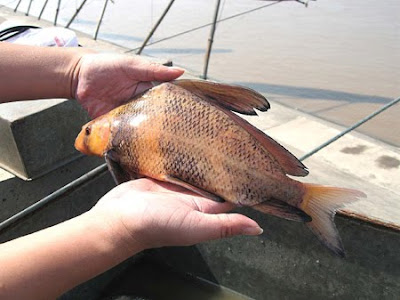 胭脂魚 亞洲美人魚 - 烏江的 胭脂魚 亞洲美人魚 Myxocyprinus asiaticus