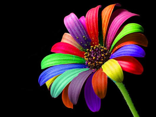 Beautiful Rainbow Flower Wallpaper