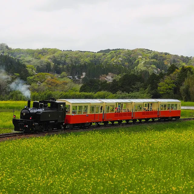 小湊鐵道　石神　菜の花畑　トロッコ列車　SL風