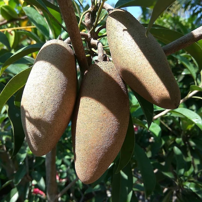 jual bibit pohon sawo timun yang cepat berbuah lampung Bogor