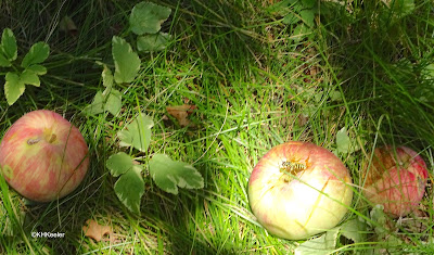 fallen apples