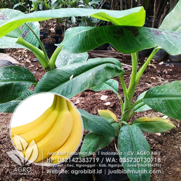 Bibit Pisang Cavendish Kultur Jaringan Harga Murah