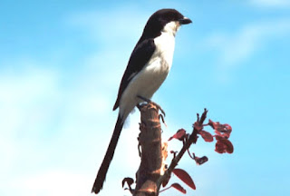 Cendet Birds: Birds chirping: Information About Cendet Predator Bird Habitat