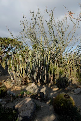 Balboa Park, The Desert Garden