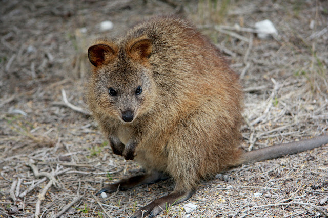 Quokka Facts and Information - ListAnimals