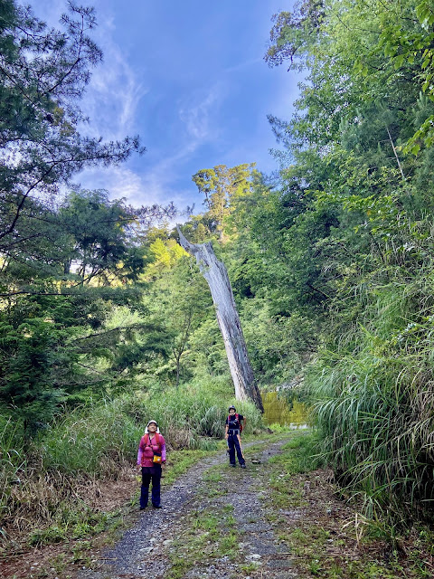 船型山林道--中空大枯木