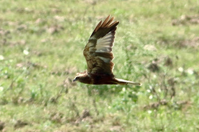 "Eurasian Marsh-Harrier, an early visitor this year, flying near duck pond."
