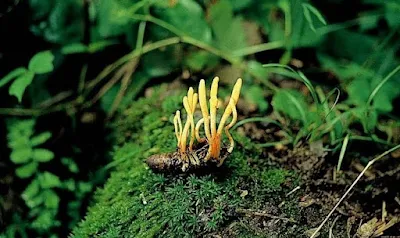 Cordyceps Mushroom Training