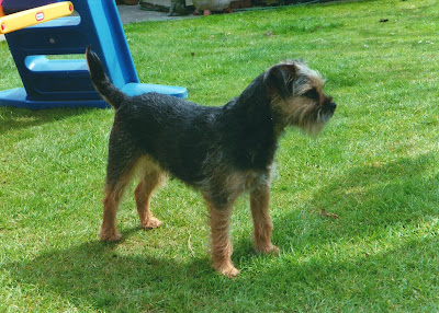 border terrier blue and tan