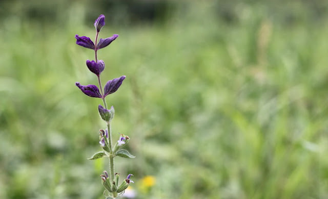 Annual Clary Sage