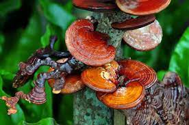 Ganoderma Mushroom Training In Palghar | Ganoderma Mushroom Cultivation Training In Palghar | Reishi Mushroom Farm In Palghar