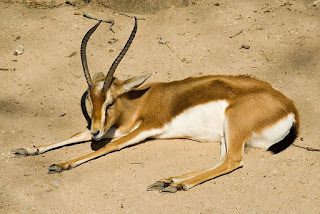 Dorcas Gazelle