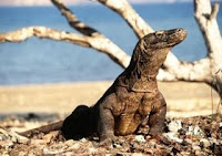 Taman Nasional Komodo