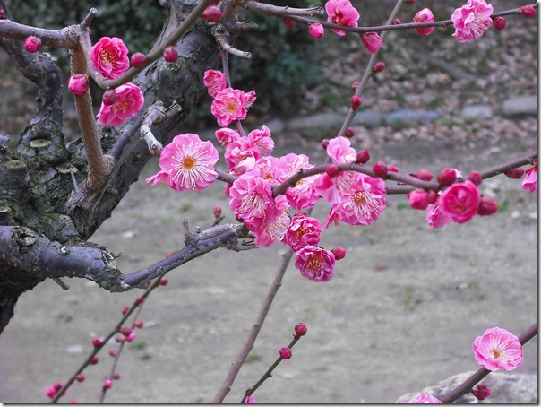 DSCF0006