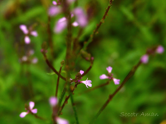 Verbena officinalis