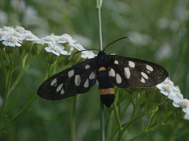 Amata phegea