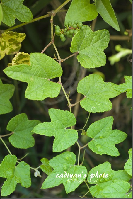 D700_2012-08-05_007
