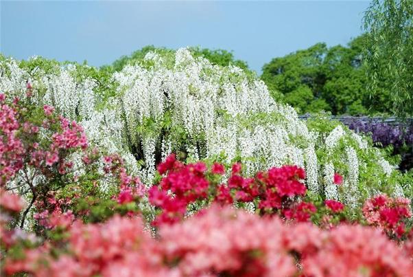 Flowering Waterfall Wisteria in Japan