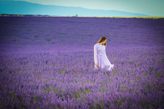 Valensole-Campi di lavanda al tramonto