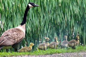 Father's Day goslings