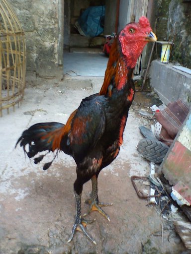 Ayam Bangkok Aduan: GRANDONG (SILANGAN BIRMA & BK IMPOR 