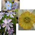 Garden - Aphid, Phlox, Narcissus, Forget-Me-Not, Hosta
