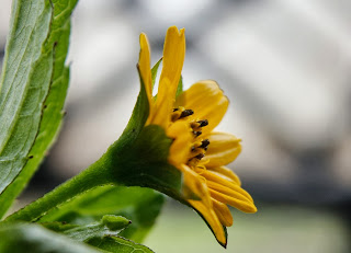 bunga matahari pontianak