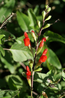 Sauge à feuilles ciliées - Salvia blepharophylla