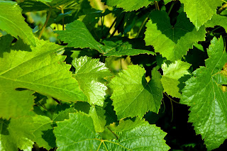 Faszerowane liście winogron