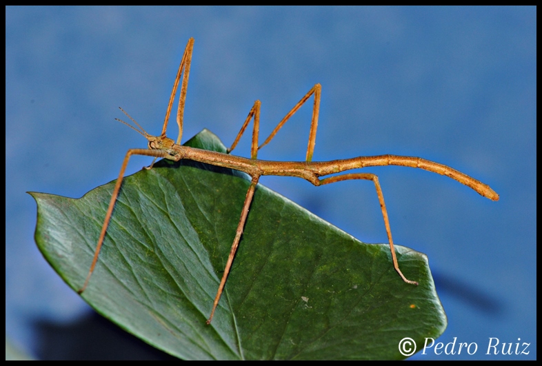 Ninfa hembra L6 de Medauroidea extradentata, 7 cm de longitud