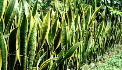 the benefits of sansevieria