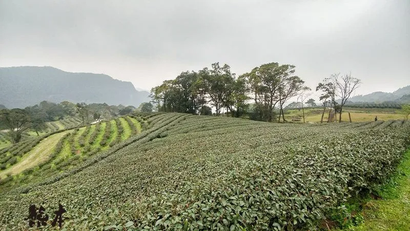 熊空茶園櫻花季|三峽熊空古窯｜三峽同心茶園｜三峽熊空櫻花園