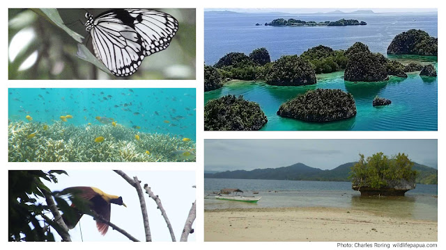 Birdwatching, snorkeling, sightseeing and trekking in West Papua