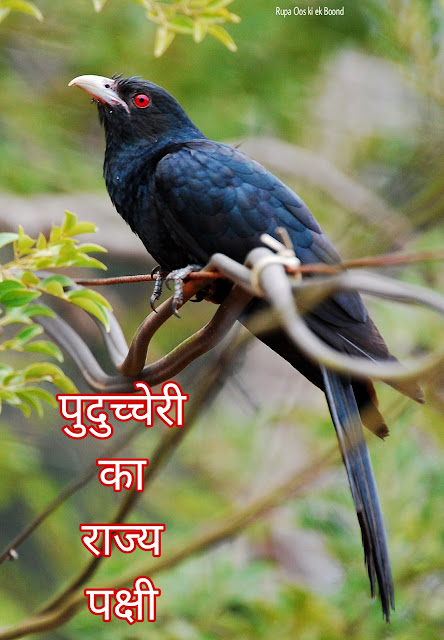 पुदुच्चेरी का राज्य पक्षी (State Bird of Puducherry) || एशियाई कोयल (Eudynamys scolopaceus)/ Asian Koel