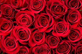 ¿Por qué las rosas son tan populares para el día de San Valentín?