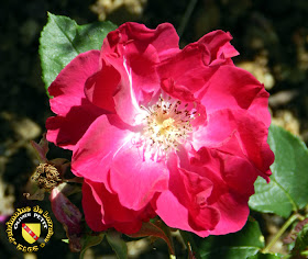 VILLERS-LES-NANCY (54) - La roseraie du Jardin botanique du Montet - Rose Nur Mahal 