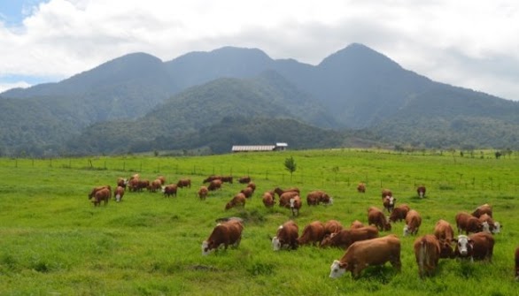 Ini Dia Keindahan New Zealand Versi Padang Mangateh Sumatera Barat