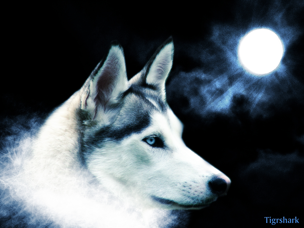 artistic grey wolf wallpaper