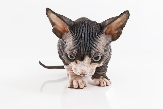 [ Enumcut ] Sphynx Cat (Canadian hairless )  Photo - Remove Background  From Image (Original)