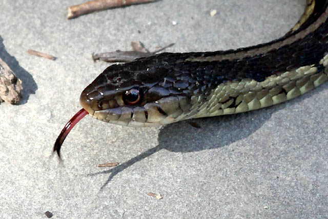 Garter Snake (Thamnophis)