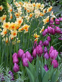 Purple tulips and apricot daffodils at the 2018 Allan Gardens Conservatory Spring Flower Show by garden muses-not another Toronto gardening blog