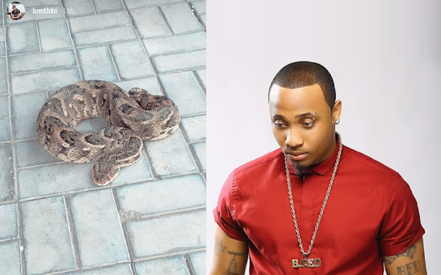 Davido’s Brother B-Red Shares Photos Of His New Pet Snake