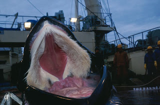 baleen whale 5