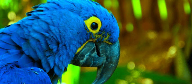  the amazing bill of Hyacinth Macaws