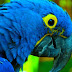 (Awesome) Top 10 Most Beautiful Birds In The World