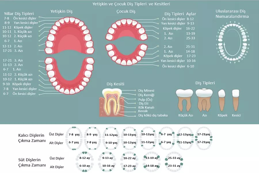 Erzurum Özel Palandöken Ağız ve Diş Sağlığı Polikliniği (Muayenehane) Resim 8 , Yetişkin Diş takvimi, çocuk diş takvimi , Çocukların süt dişleri çıkma ayları,  kalıcı dişlerin çıkma yaşı, diş tipleri, diş yapısı