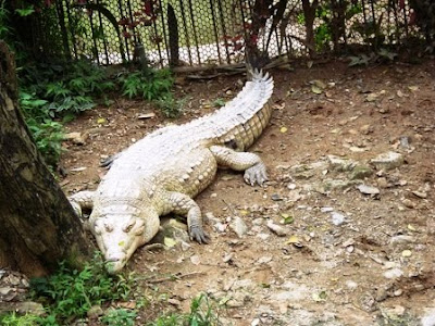 caiman negro alvino del orinoco blanco cocodrilo